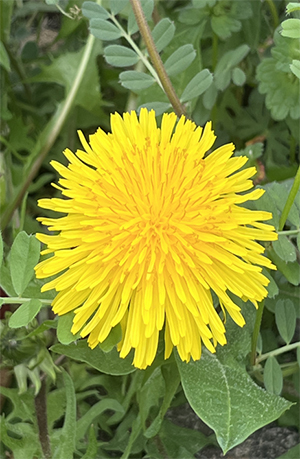 記事サムネイル画像