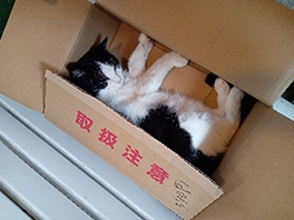 記事サムネイル画像